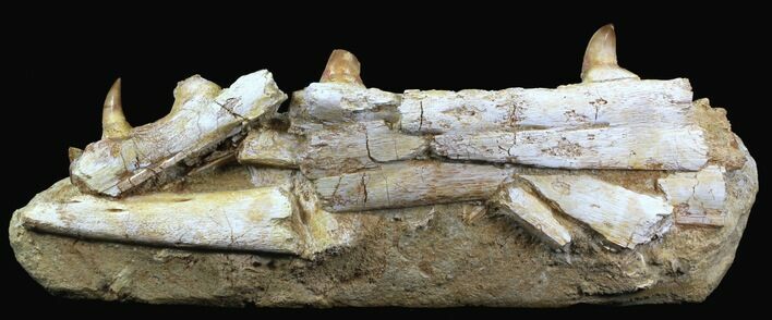 Fossil Mosasaur (Eremiasaurus) Jaw Section #31776